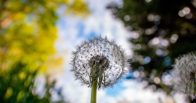 Dandelion from behind
