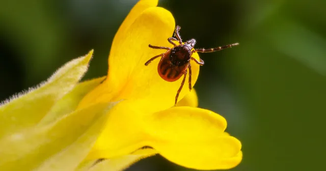 Chitter Insect How To Get Rid Of Chiggers Because They’re Gross And They Bite
