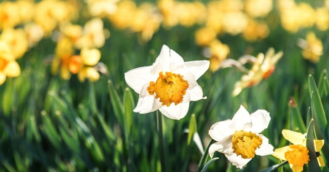 Daffodils in a field