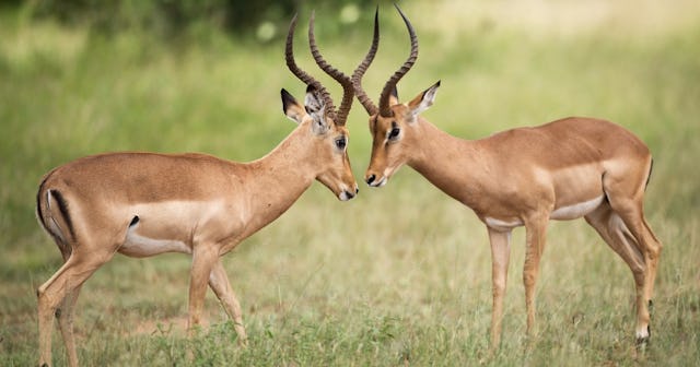 Two bucks fighting