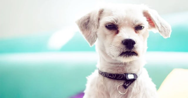 Grumpy little dog in a colorful background