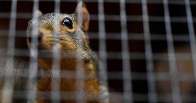 A squirrels in the cage