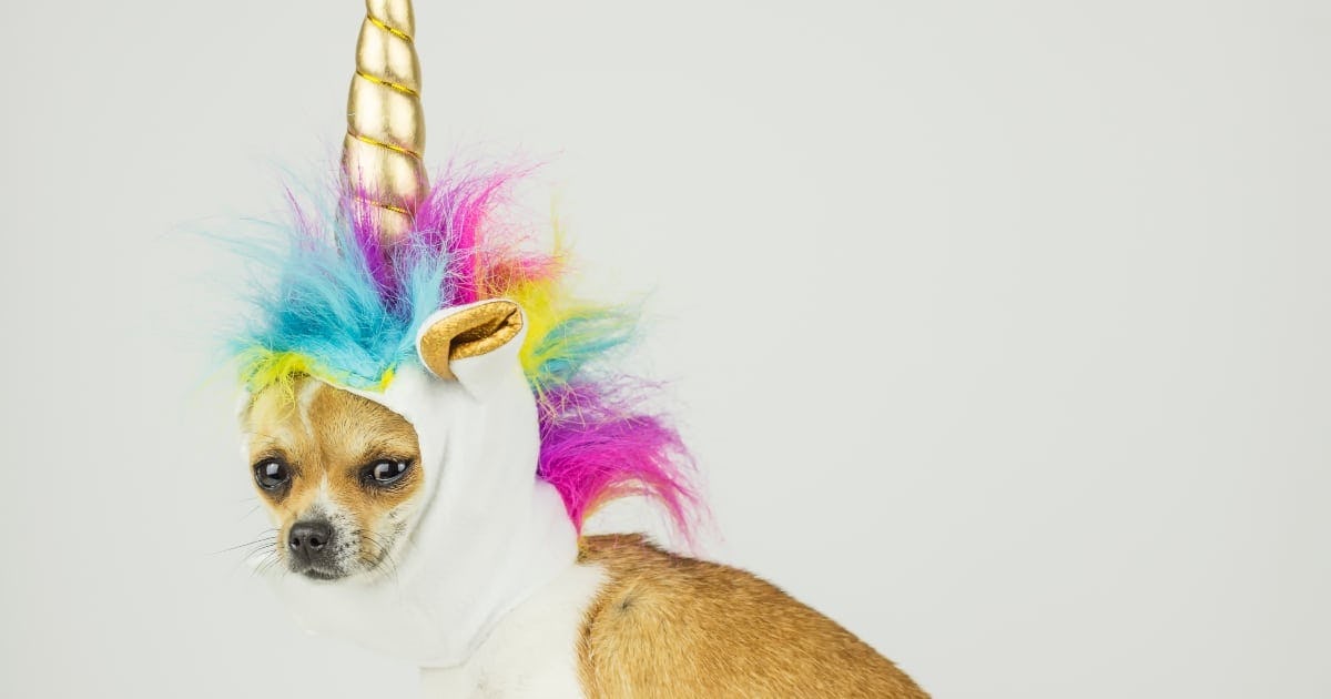 60 Hilarious Unicorn Jokes For Your Magical Little Believer 60 Hilarious Unicorn Jokes For Your Magical Little Believer