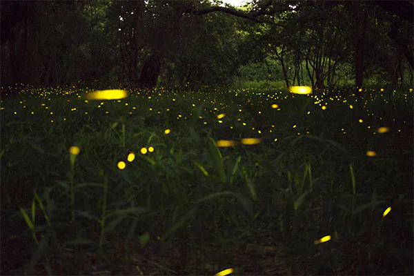 Where Are All The Fireflies?