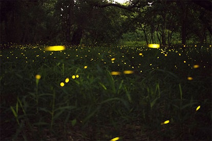 Where Are The Fireflies?