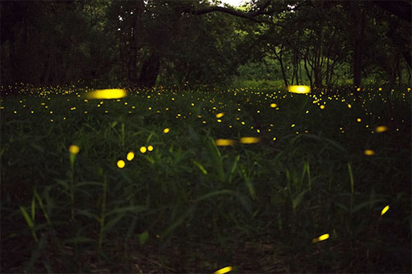 Where Are The Fireflies?