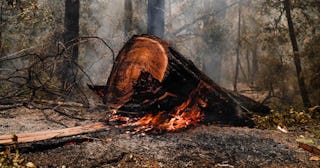 Big Basin Redwoods State Park damage