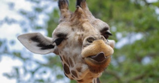 giraffe jokes and puns