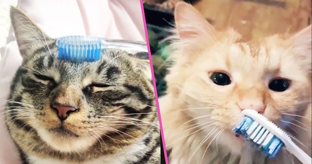 People Are Brushing Their Cats With Damp Toothbrushes To Mimic Their Moms' Licking