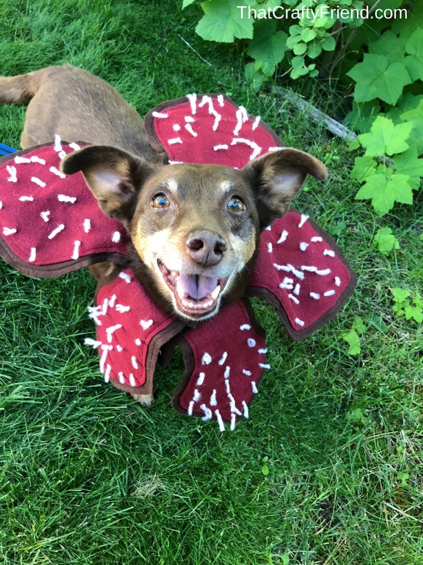 ThatCraftyFriendShop Demogorgon Dog Costume 