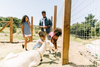 Two young girls play with goats as their parens look on