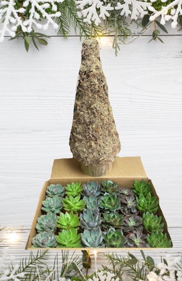 DIY Succulent Christmas Tree Kit