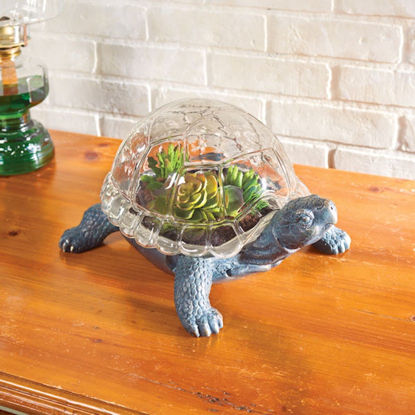 Signals Turtle Terrarium