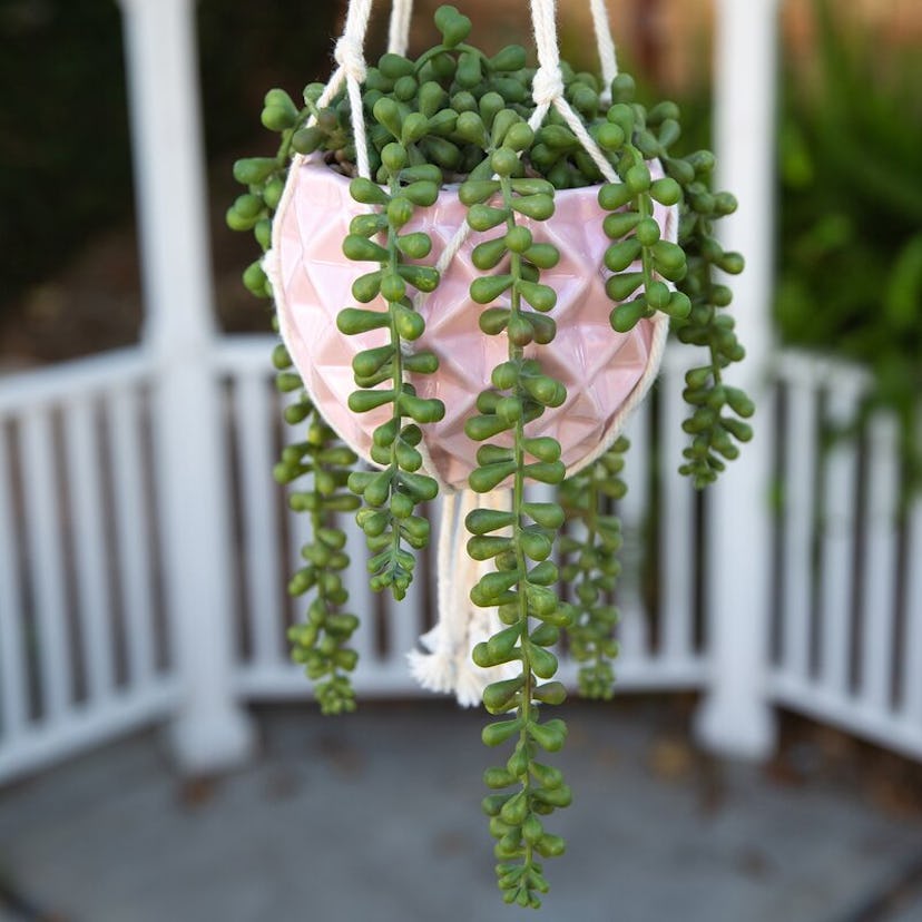 Bungalow Rose Veliz Macrame Ceramic Hanging Planter