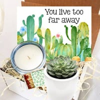Succulent Gift Box