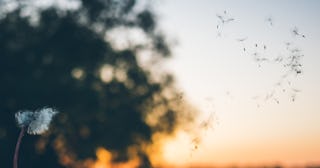 scattering ashes, dandelion seeds floating in wind