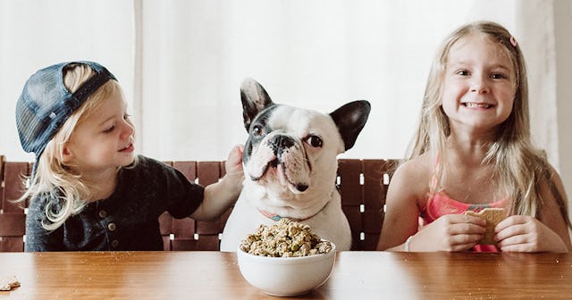 Ollie dog food