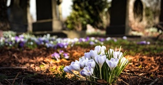 death anniversary quotes, flowering blooming in graveyard