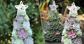 Succulent Christmas Trees