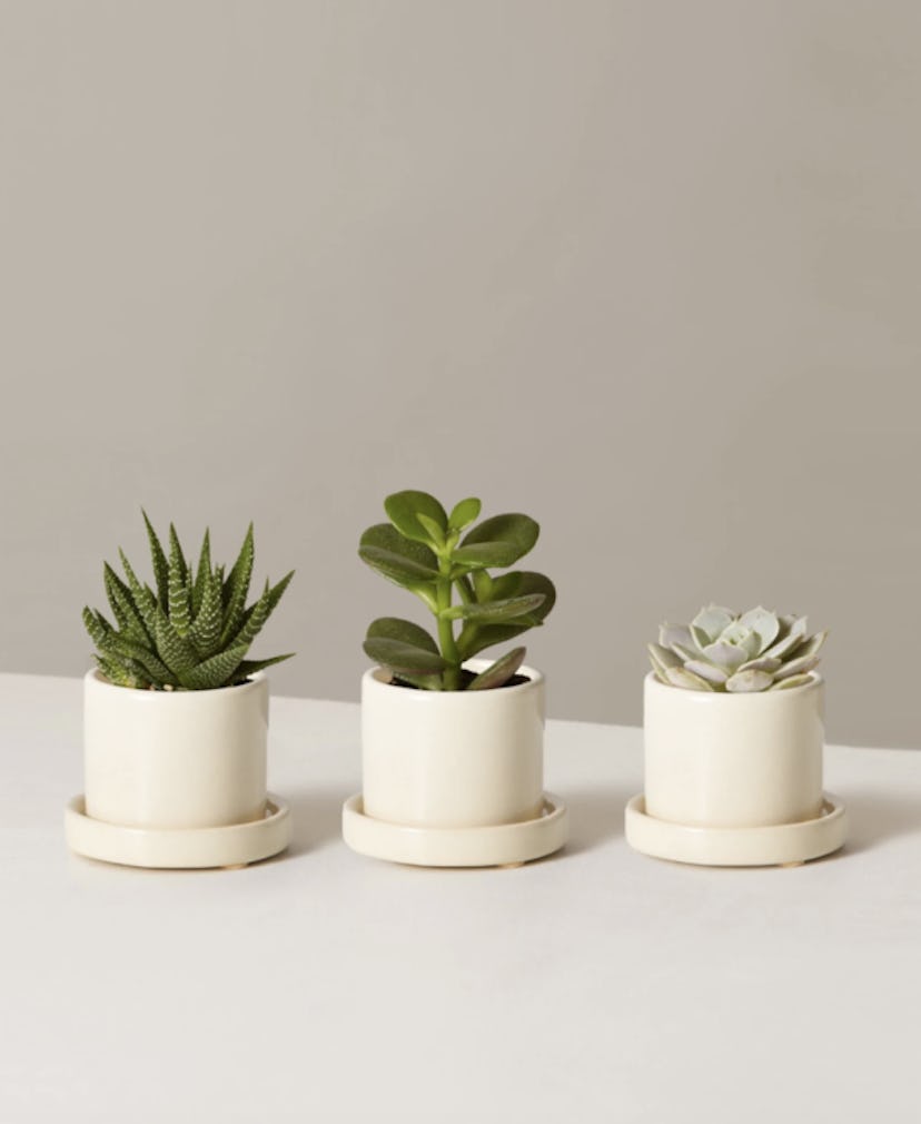 The Sill Succulent Trio