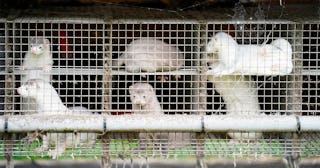 Minks are photographed in a farm in Gjol, in North Jutland, Denmark