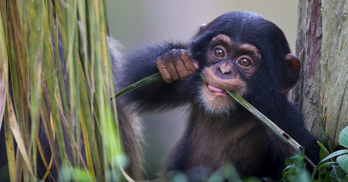 Funny Monkey Jokes For Kids When You're Just Monkeying Around