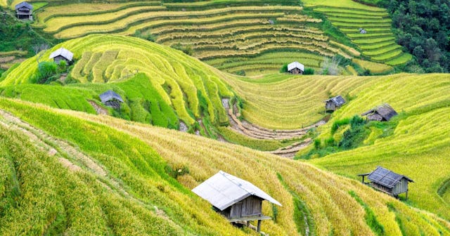 Vietnamese Last Names, fields in Vietnam