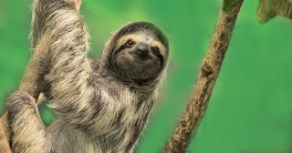 sloth jokes puns