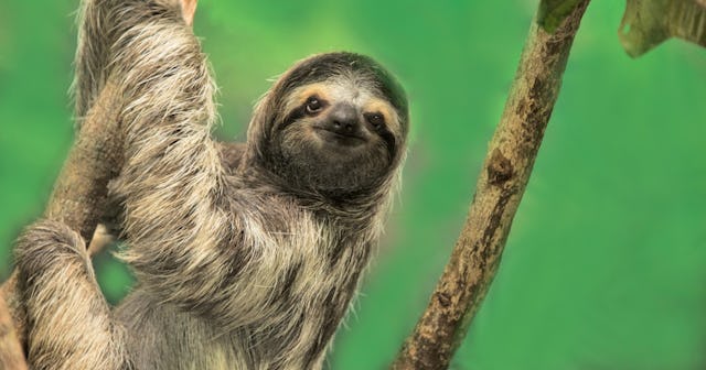 sloth jokes puns