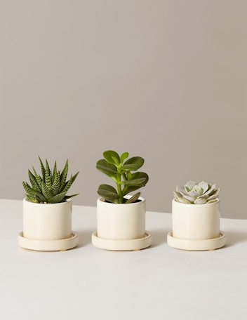 Mini Succulent Trio Desk Plants