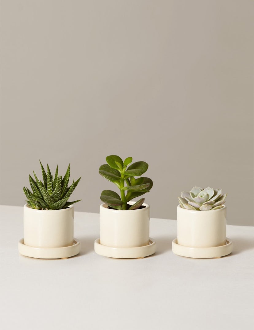 Mini Succulent Trio Desk Plants