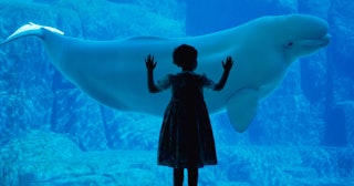 whale puns and jokes, girl standing in front of a beluga whale at an aquarium