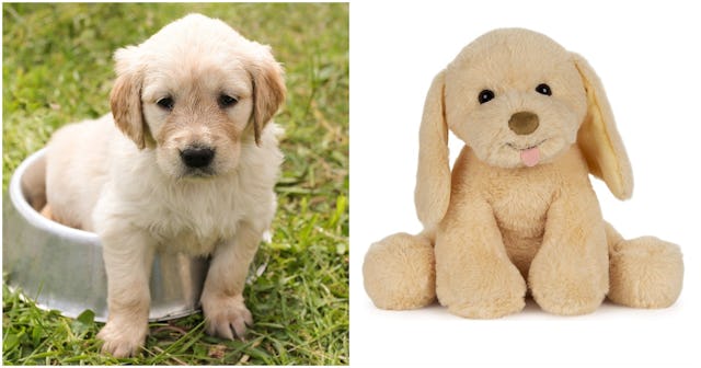 Best Dog Toys For Kids