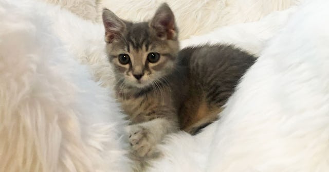 Nancy F. Goodfellow's grey cat with a megacolon diagnosis