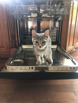 Nancy F. Goodfellow's grey cat standing in an opened dish washer