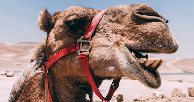 camel jokes