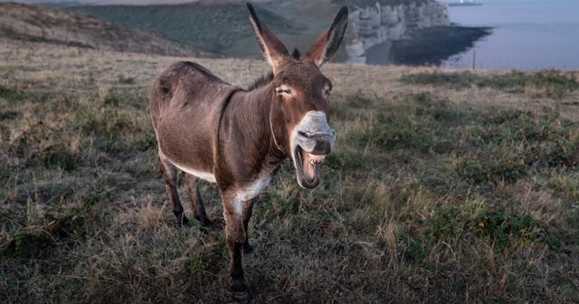 donkey jokes