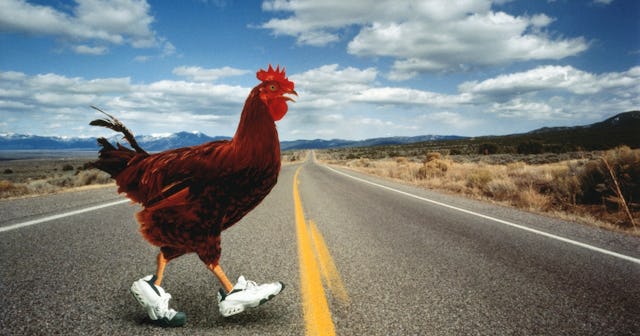 Chicken Puns And Jokes