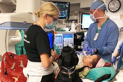 Two doctors operating on a girl with a chronic illness while a service dog is next to her.