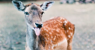 Deer Puns and Jokes