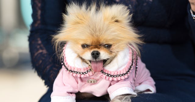 Giggy Vanderpump