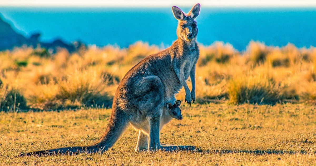 Kangaroo