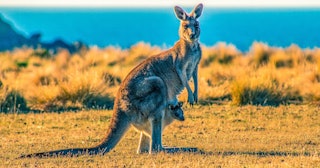 35+ Kangaroo Jokes And Puns You'll Get A Real Kick Out Of
