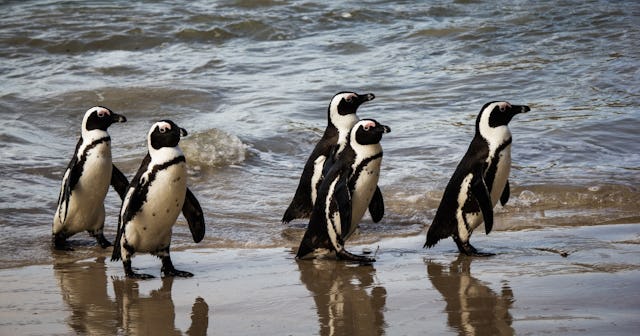 penguin jokes