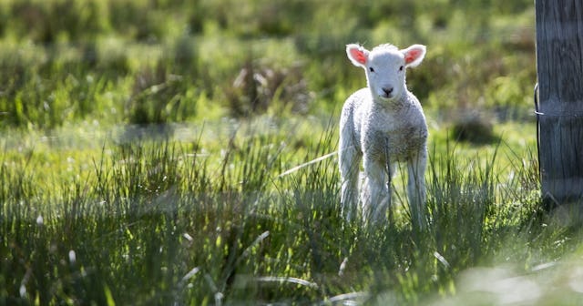 sheep puns and jokes