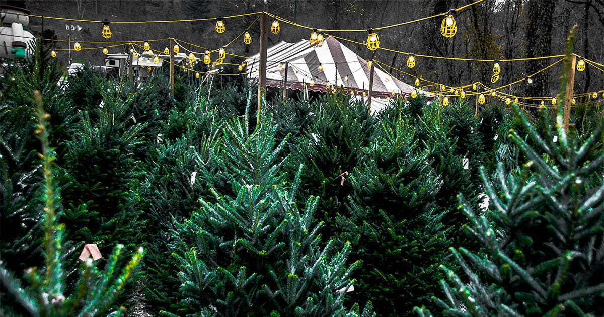 You’re Not Dreaming, Christmas Trees Really Do Cost More This Year