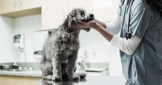 A vet in blue scrubs and a stethoscope around her neck petting an Irish Wolfhound on a table