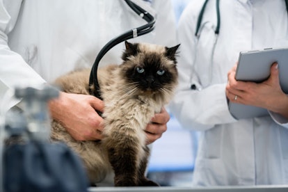 A vet checking a Balinese cat with a stethoscope and another vet standing next to them while holding...