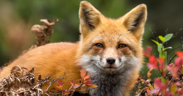 Fox Coloring Pages