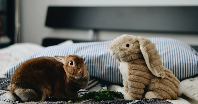Rabbit jokes puns